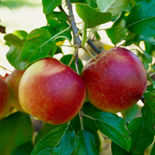 Malus 'McIntosh'