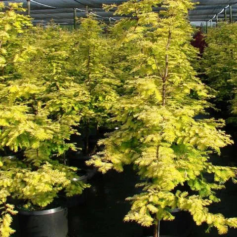 Metasequoia glyptostroboides 'Gold Rush'