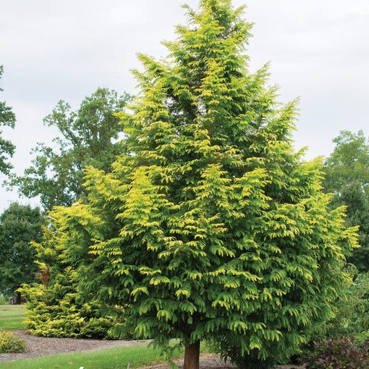 Metasequoia glyptostroboides 'Amber Glow'