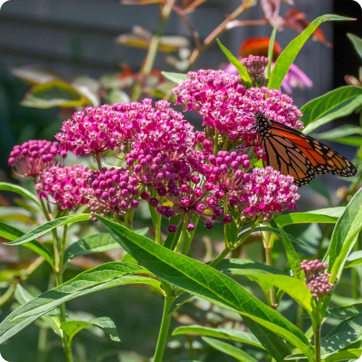 Asclepias incarnata