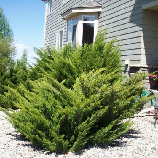 Juniperus chinensis 'Mint Julep'