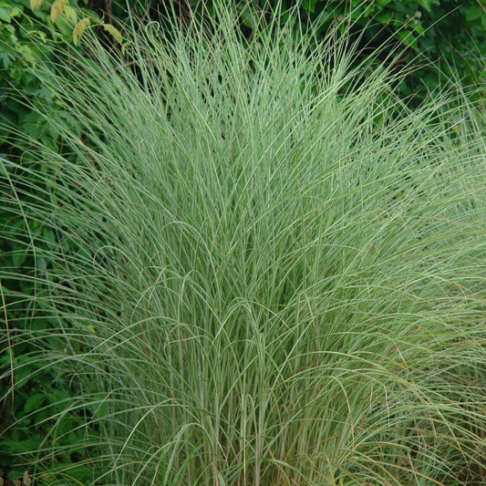 Miscanthus sinensis 'Morning Light'