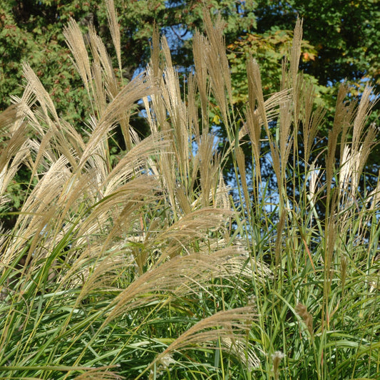 Miscanthus sinensis 'Berlin'