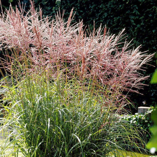 Miscanthus sinensis 'Nippon'