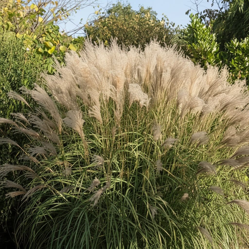 Miscanthus 'Gracillimus'