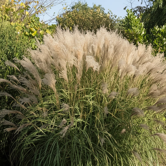 Miscanthus 'Gracillimus'
