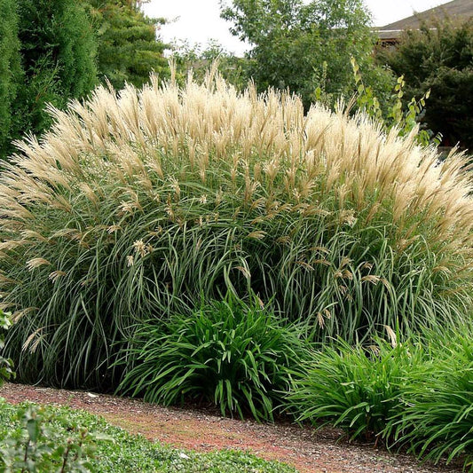 Miscanthus sinensis 'Silberfeder'