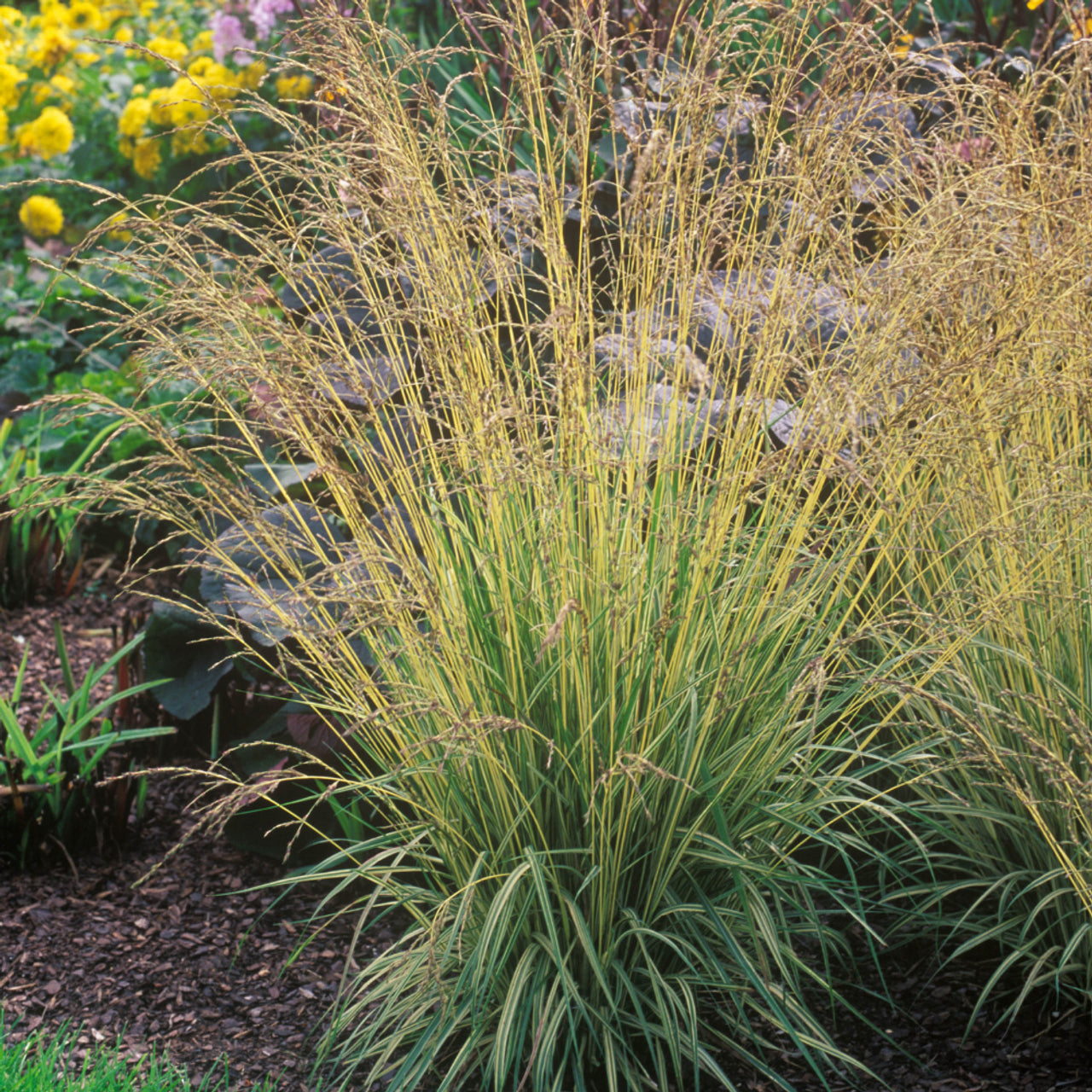Molinia caerulea 'Variegata' – www.jardinexpress.ca