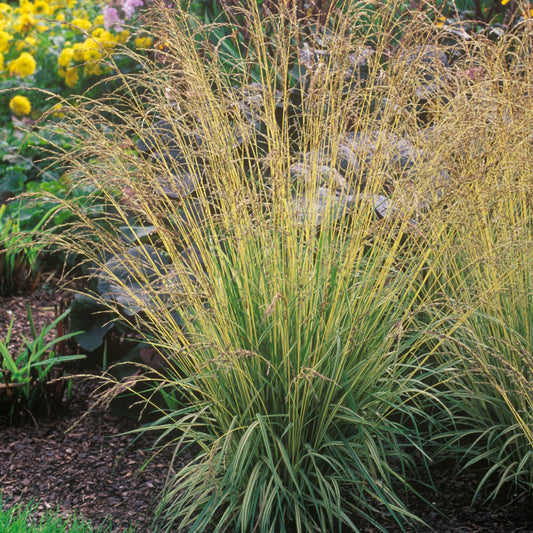 Molinia caerulea 'Variegata'