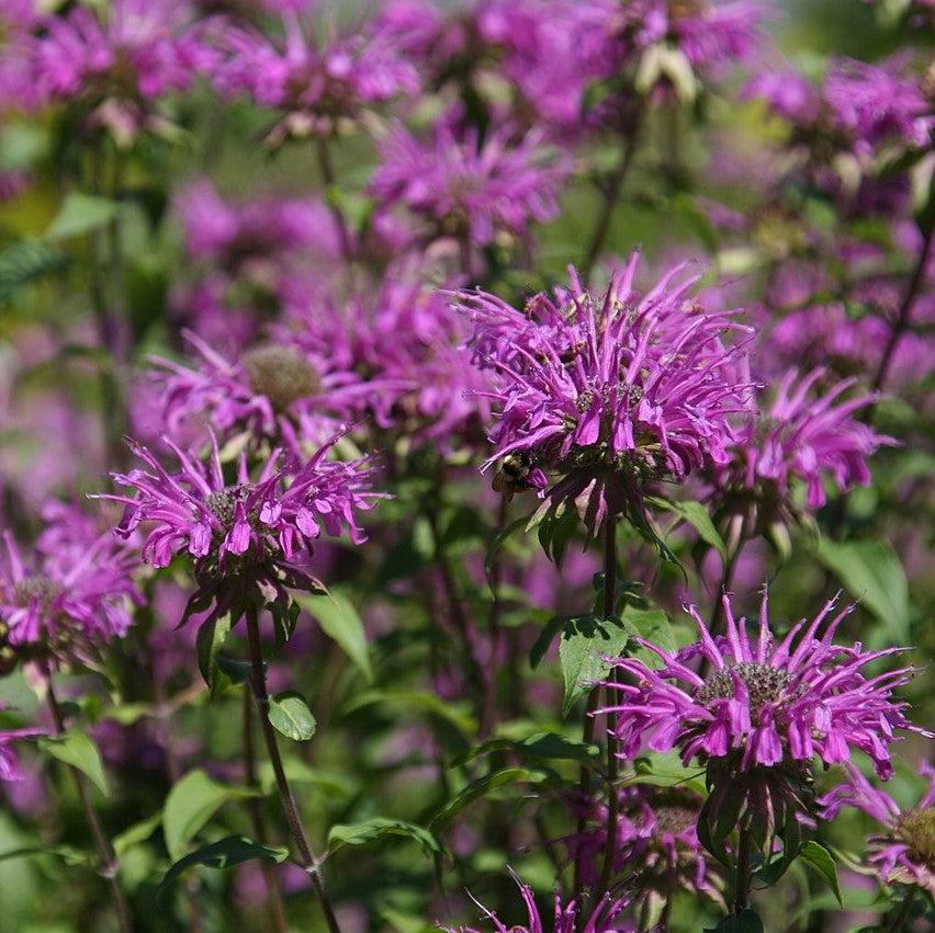 Monarda 'Balmy Lilac'