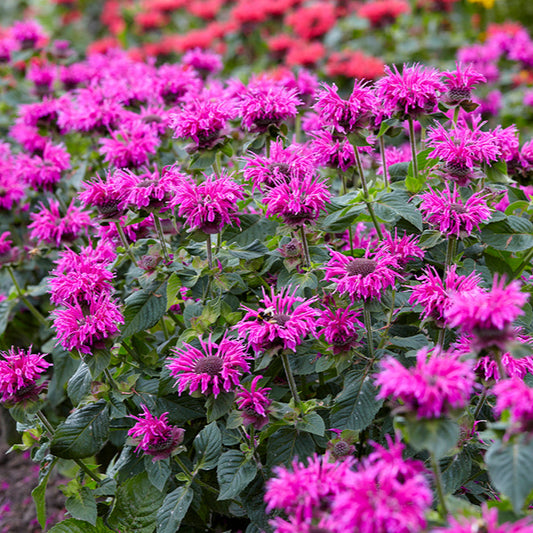 Monarda 'Bee You Bee Free'