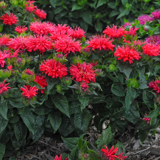 Monarda didyma 'Pardon My Cerise'