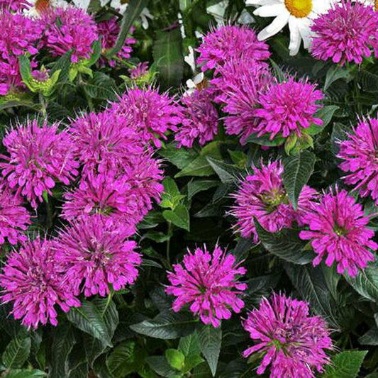 Monarda didyma 'Pardon My Purple'