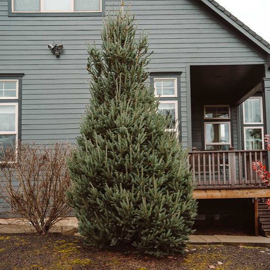 Picea glauca 'Montrose Charm'