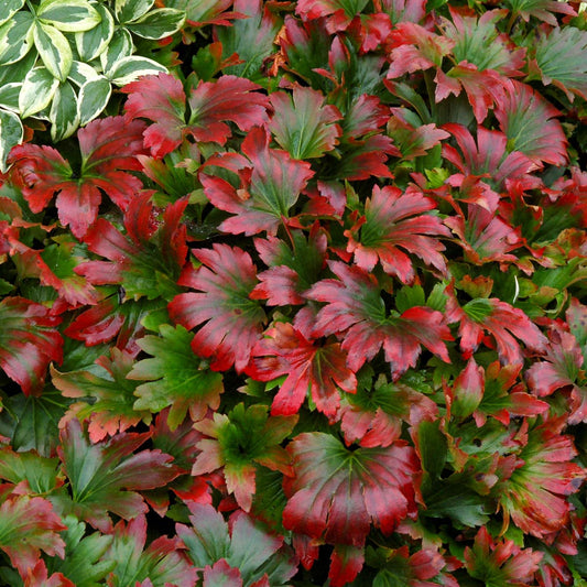 Mukdenia rossii 'Crimson Fans' ('Karasuba')