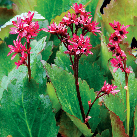 Mukgenia 'Nova 'Flame'