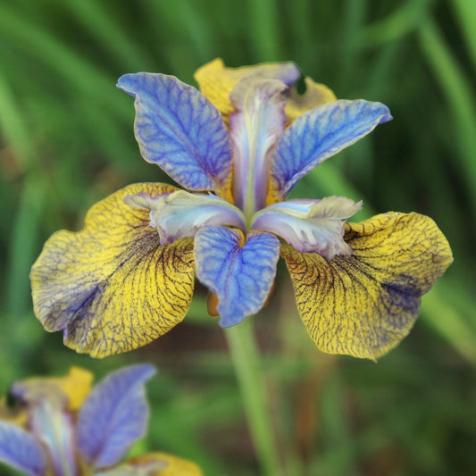 Iris sibirica 'Tipped in Blue'