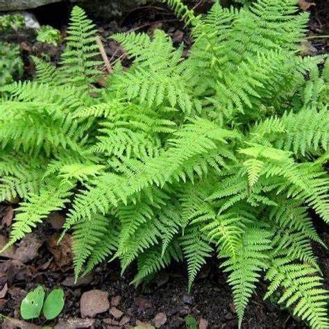 Athyrium filix-femina