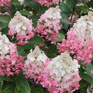 Hydrangea paniculata 'Pinky Winky'