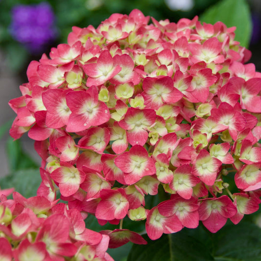 Hydrangea macrophylla 'Bailmacfive' Summer Crush