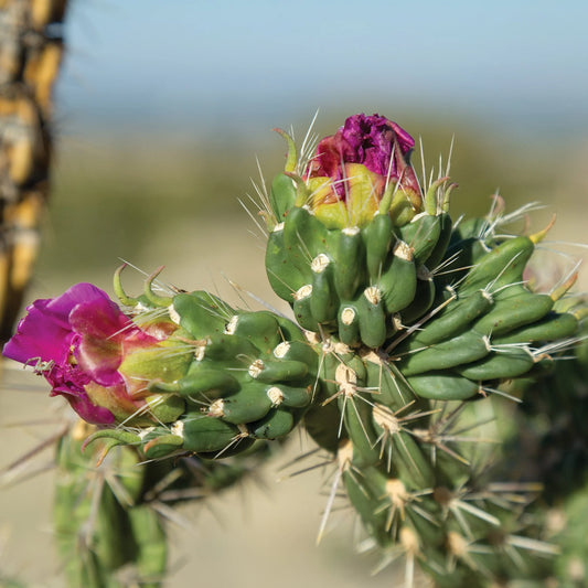 Opuntia imbricata