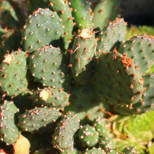 Opuntia fragilis