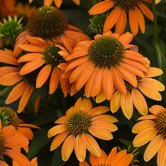 Echinacea 'Soft Orange' (Artisan)