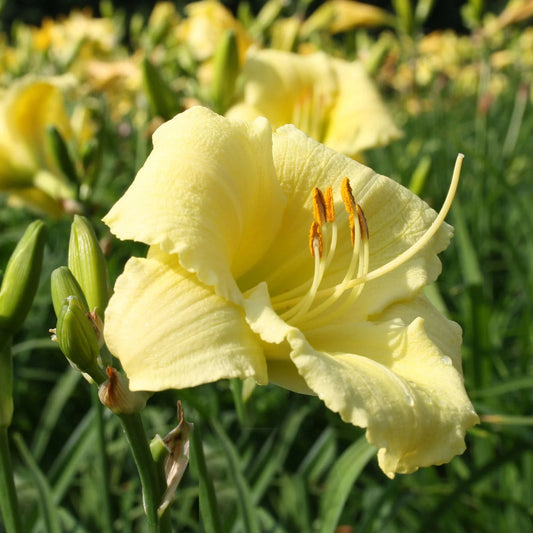 Hemerocallis 'Stella Supreme'