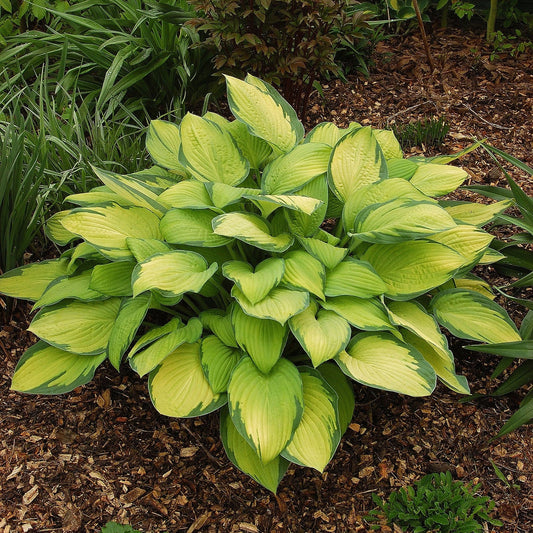 Hosta 'Gold Standard'