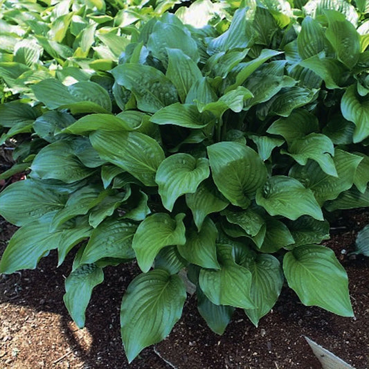 Hosta 'Royal Standard'