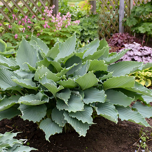 Hosta 'Diamond Lake'