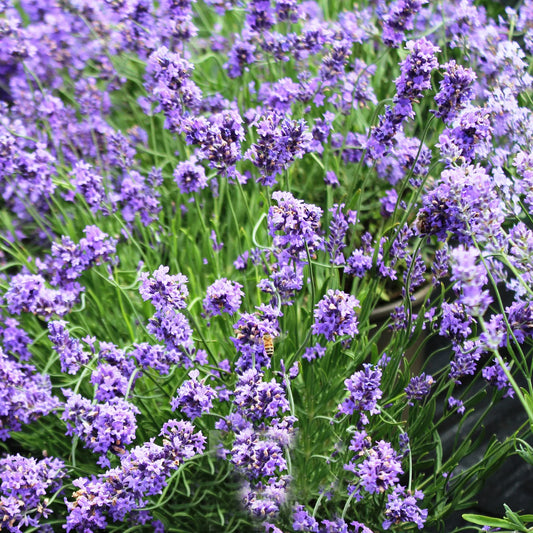 Lavandula Sensational