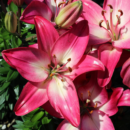 Lilium 'Tiny Diamond'