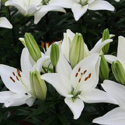 Lilium 'Tiny Crystal'