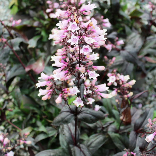 Penstemon 'Dark Towers'
