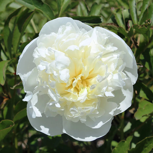 Paeonia 'Duchesse de Nemours'