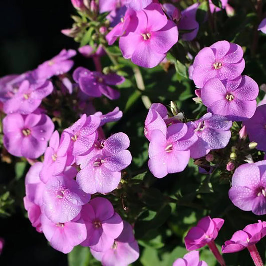 Phlox 'Amethyst Pearl'