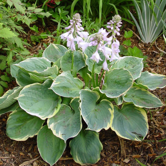 Hosta 'Pizzazz'