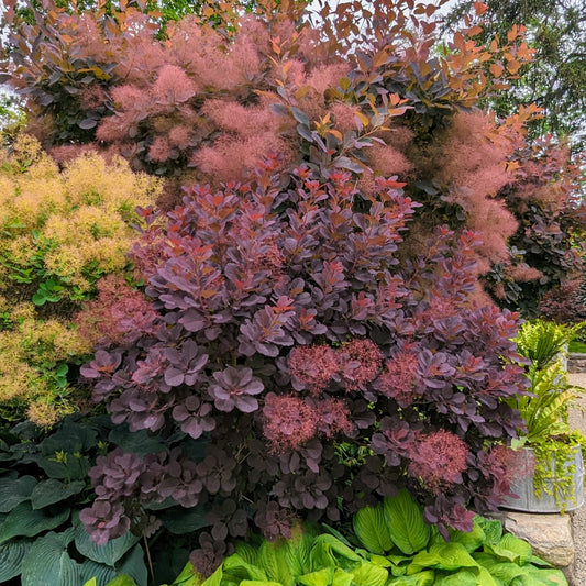 Cotinus coggygria 'Winecraft Black'