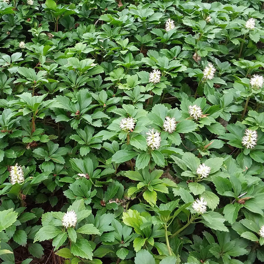 Pachysandra terminalis
