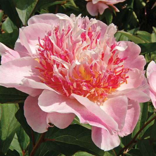 Paeonia 'Do Tell'