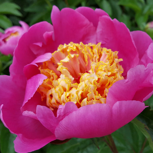 Paeonia 'Doreen'