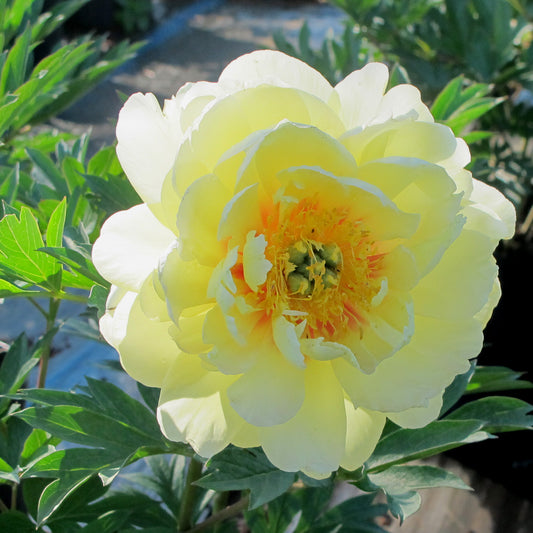 Paeonia itoh 'Bartzella'
