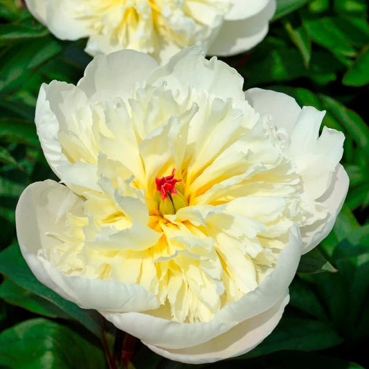 Paeonia Garden 'Immaculée'