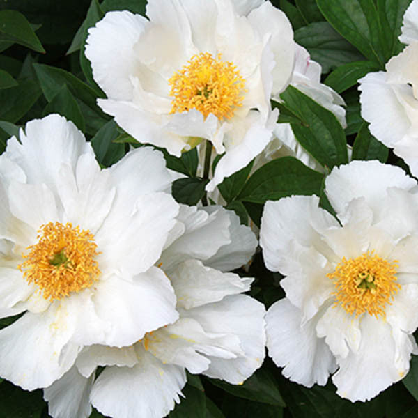 Paeonia lactiflora 'Krinkled White'