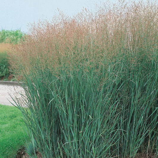 Panicum virgatum 'Heavy Metal'