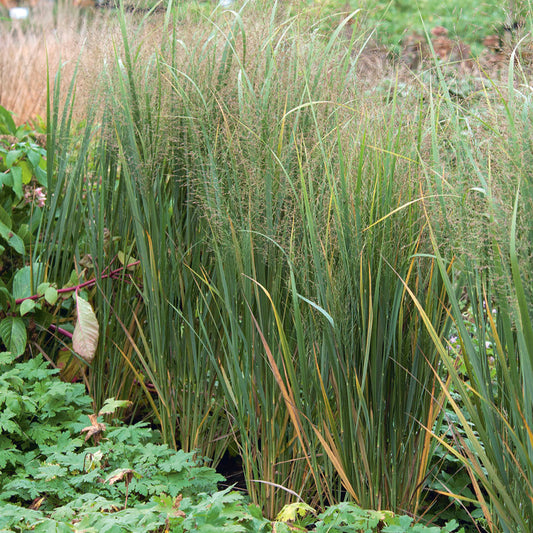 Panicum virgatum 'Prairie Sky'