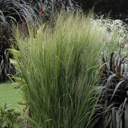 Panicum virgatum 'Northwind'