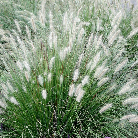 Pennisetum alopecuroides 'Hamelin'