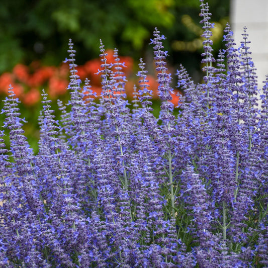 Perovskia atriplicifolia 'Blue Jean Baby'
